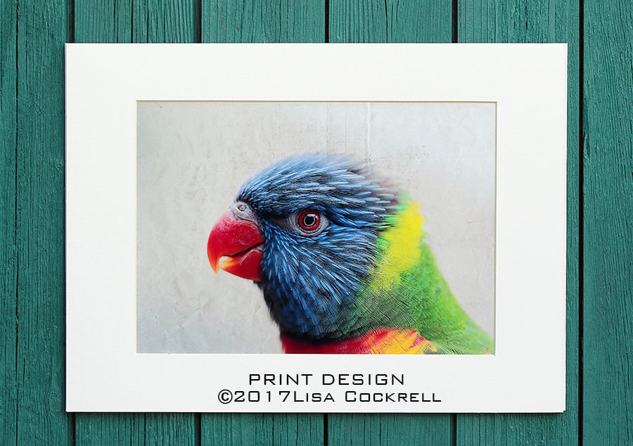 RAINBOW LORIKEET PRINT  (A4 approx) MOUNTED FOR 40 X 30 CM FRAME