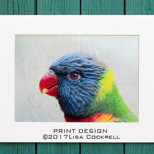 RAINBOW LORIKEET PRINT  (A4 approx) MOUNTED FOR 40 X 30 CM FRAME