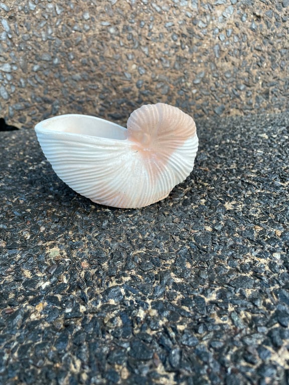 Handmade Cement Nautilus Shell  Coastal  Minimalist Home Decor