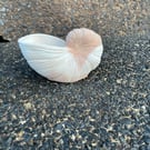 Handmade Cement Nautilus Shell  Coastal  Minimalist Home Decor