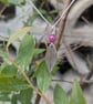 Pink blueberry leaf silver pendant and necklace - Image 3