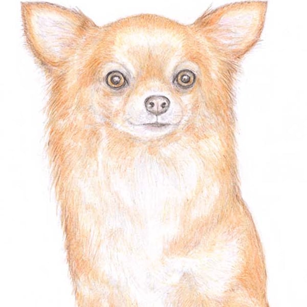 Polly the Chihuahua - Birthday Card