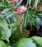 Copper Rain Catcher Garden Sculpture - Image 6