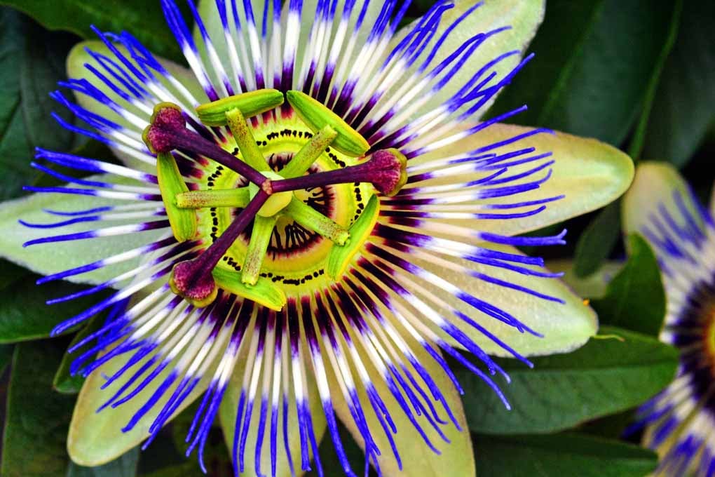 Passion Flower Summer Flowering Plant Photograph Print