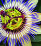 Passion Flower Summer Flowering Plant Photograph Print - Image 1