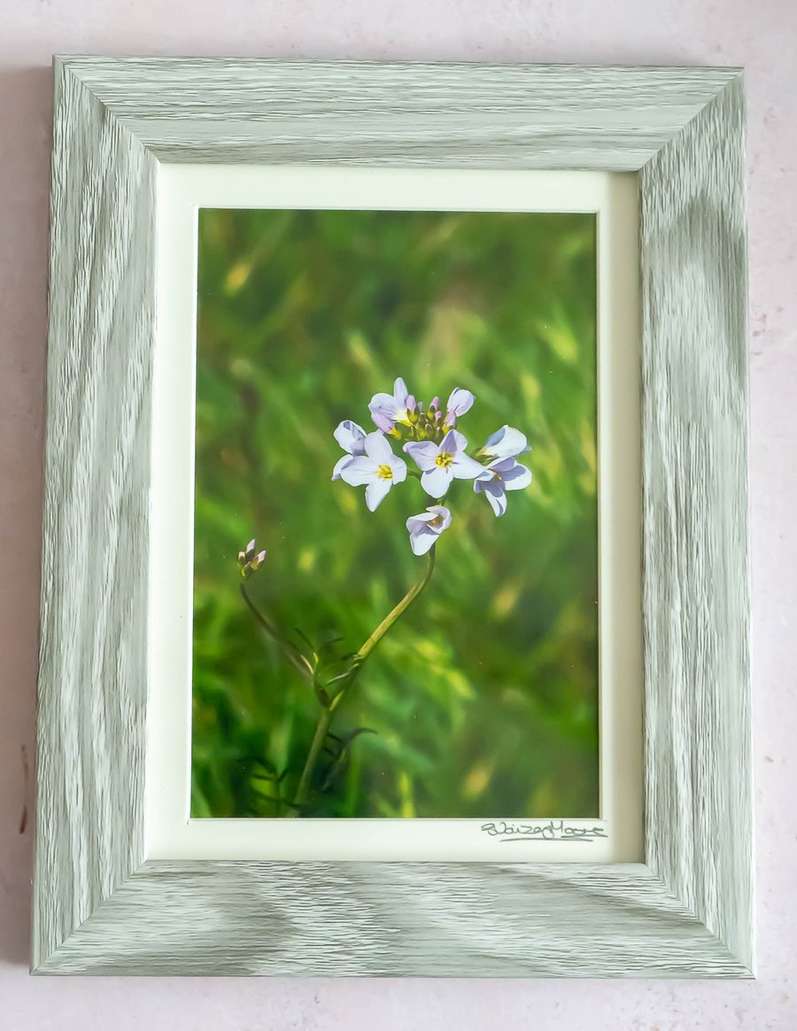 Framed Flower Photo - Cardamine Pratensis 