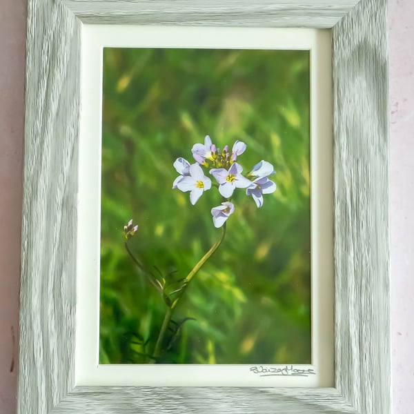 Framed Flower Photo - Cardamine Pratensis 