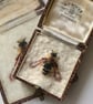 58b - Andrena congruens or Female Long-fringed Mining Bee - FIFTY BEES - Image 1