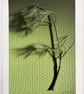 Fine Art Photograph Pine Branch - A4 - Choice of Four Colours - Image 5