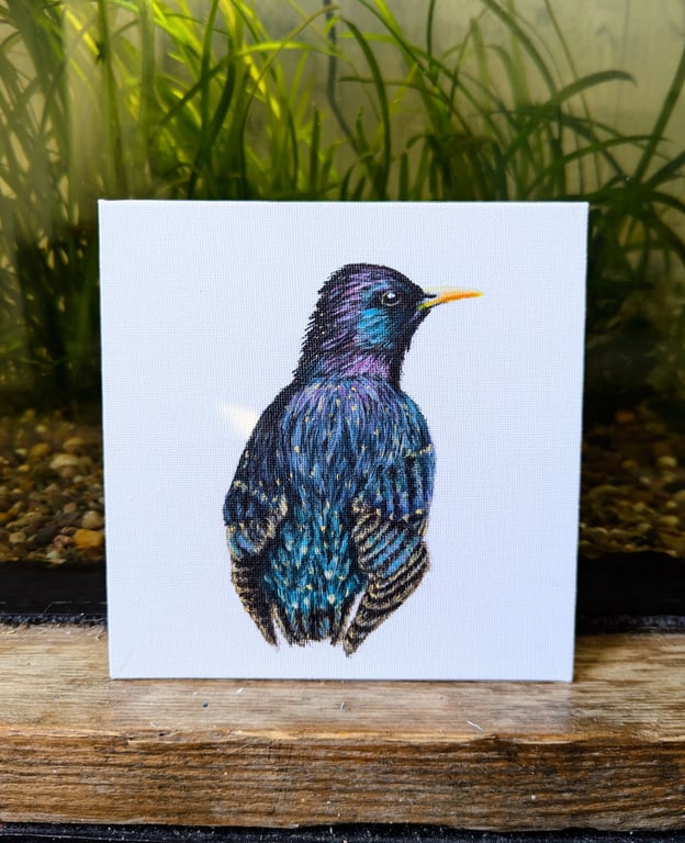Male Starling Bird Acrylic Portrait Painting 