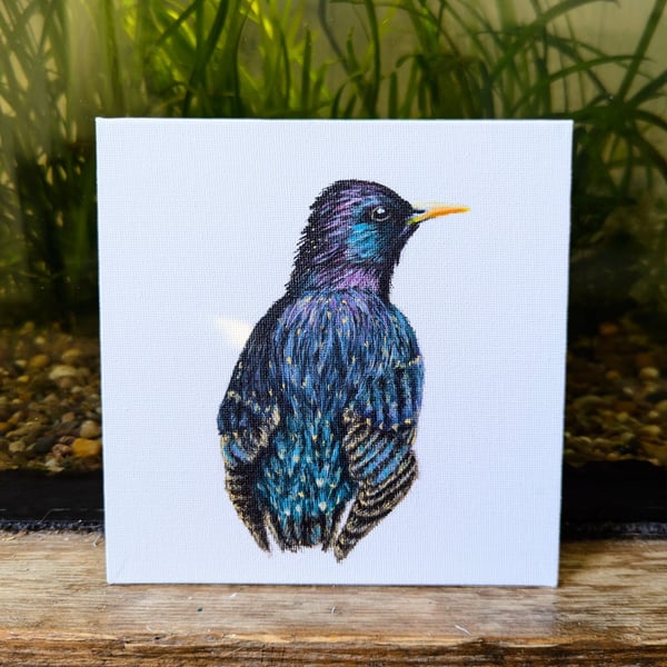 Male Starling Bird Acrylic Portrait Painting 