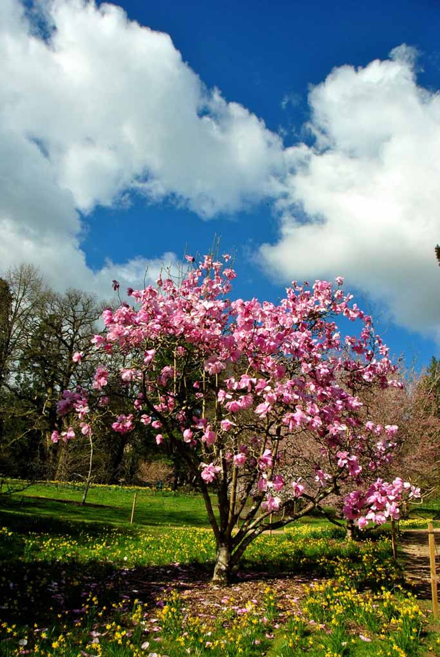 Magnolia Tree Batsford Arboretum Cotswolds UK Photograph Print