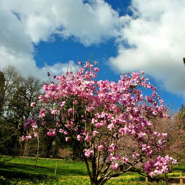 Magnolia Tree Batsford Arboretum Cotswolds UK Photograph Print