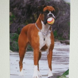 Photographic greetings card of a Boxer dog.