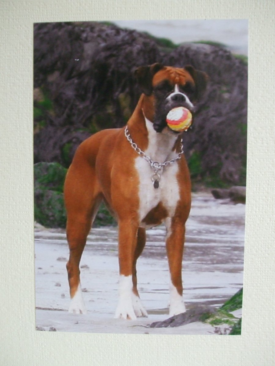Photographic greetings card of a Boxer dog.