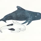 Whale and Calf