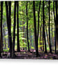 Blackwood Forest Winchester Hampshire Photograph Print - Image 6