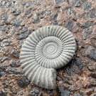 2-9  Ammonite Hand-CastFossil  detailed reconstituted stone ammonites design