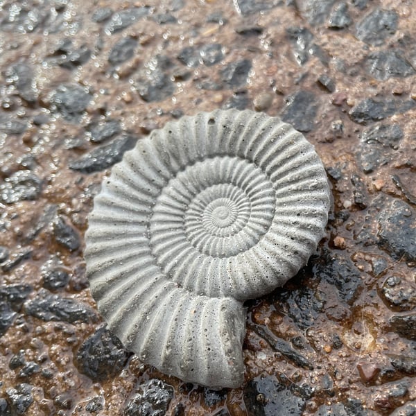 2-9  Ammonite Hand-CastFossil  detailed reconstituted stone ammonites design