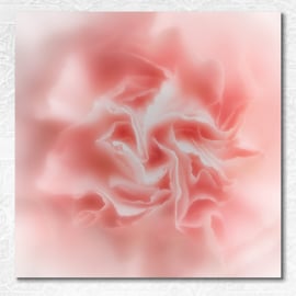 Soft focus pastel pink carnation abstract 