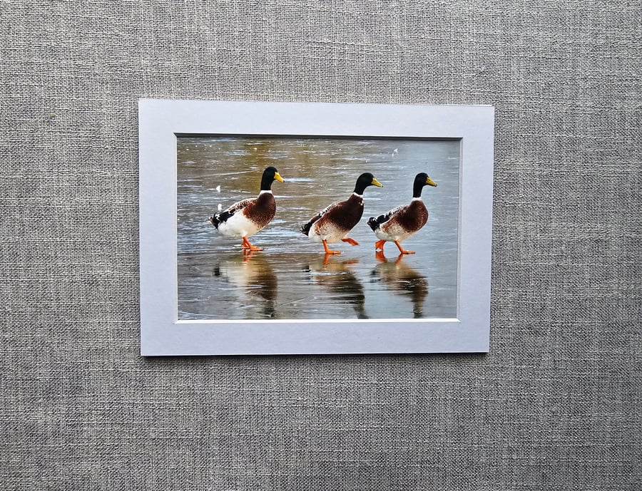 6" x 4" Ducks on Ice Photo Print in 7" x 5" White Mount