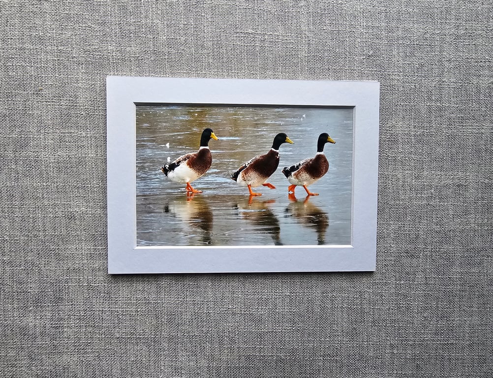 6" x 4" Ducks on Ice Photo Print in 7" x 5" White Mount