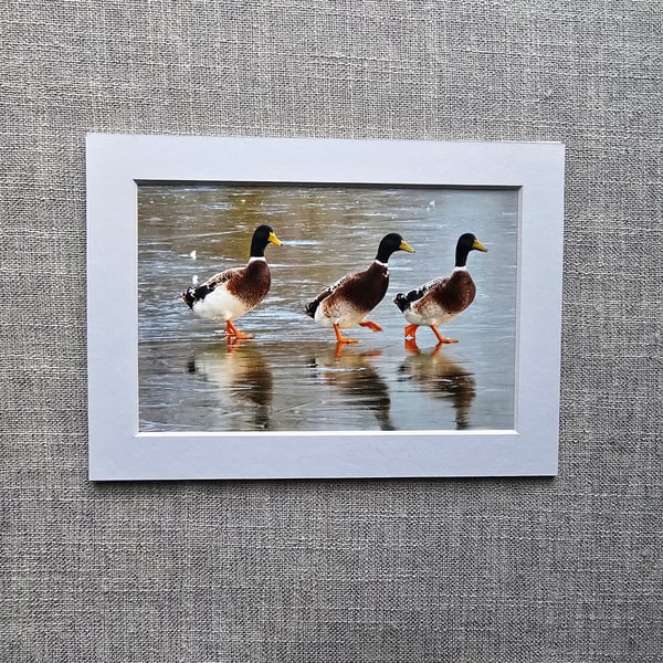 6" x 4" Ducks on Ice Photo Print in 7" x 5" White Mount