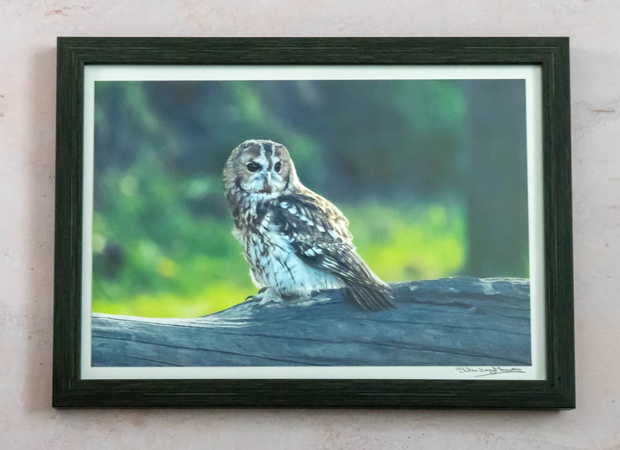 Tawny Owl - Framed and Hand-Signed Photo