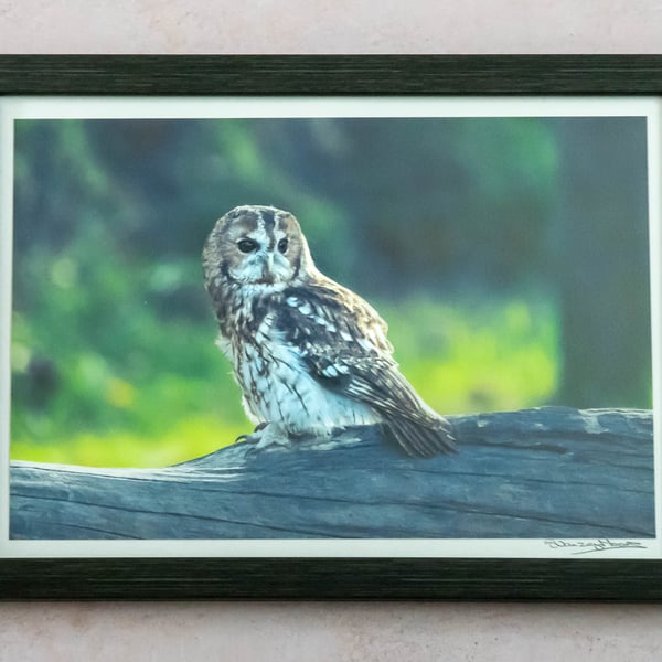 Tawny Owl - Framed and Hand-Signed Photo