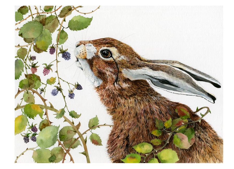 Baby Hare eating Blackberries A4  Giclee Print