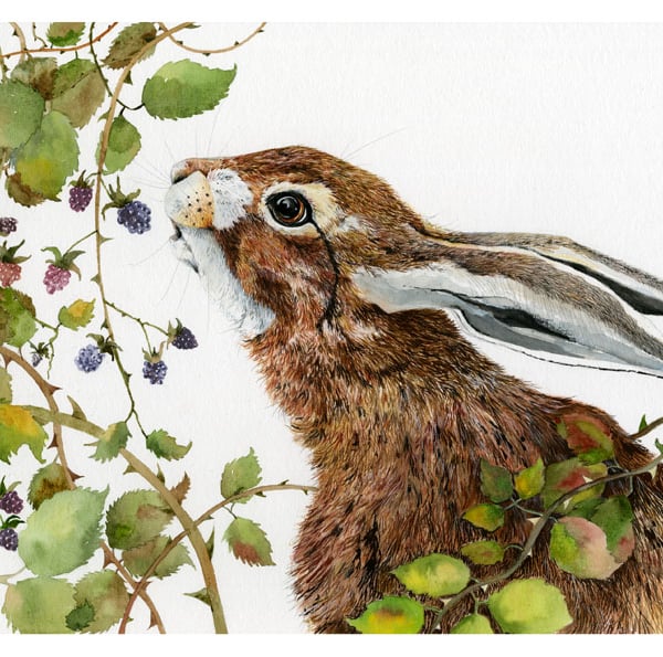 Baby Hare eating Blackberries A4  Giclee Print