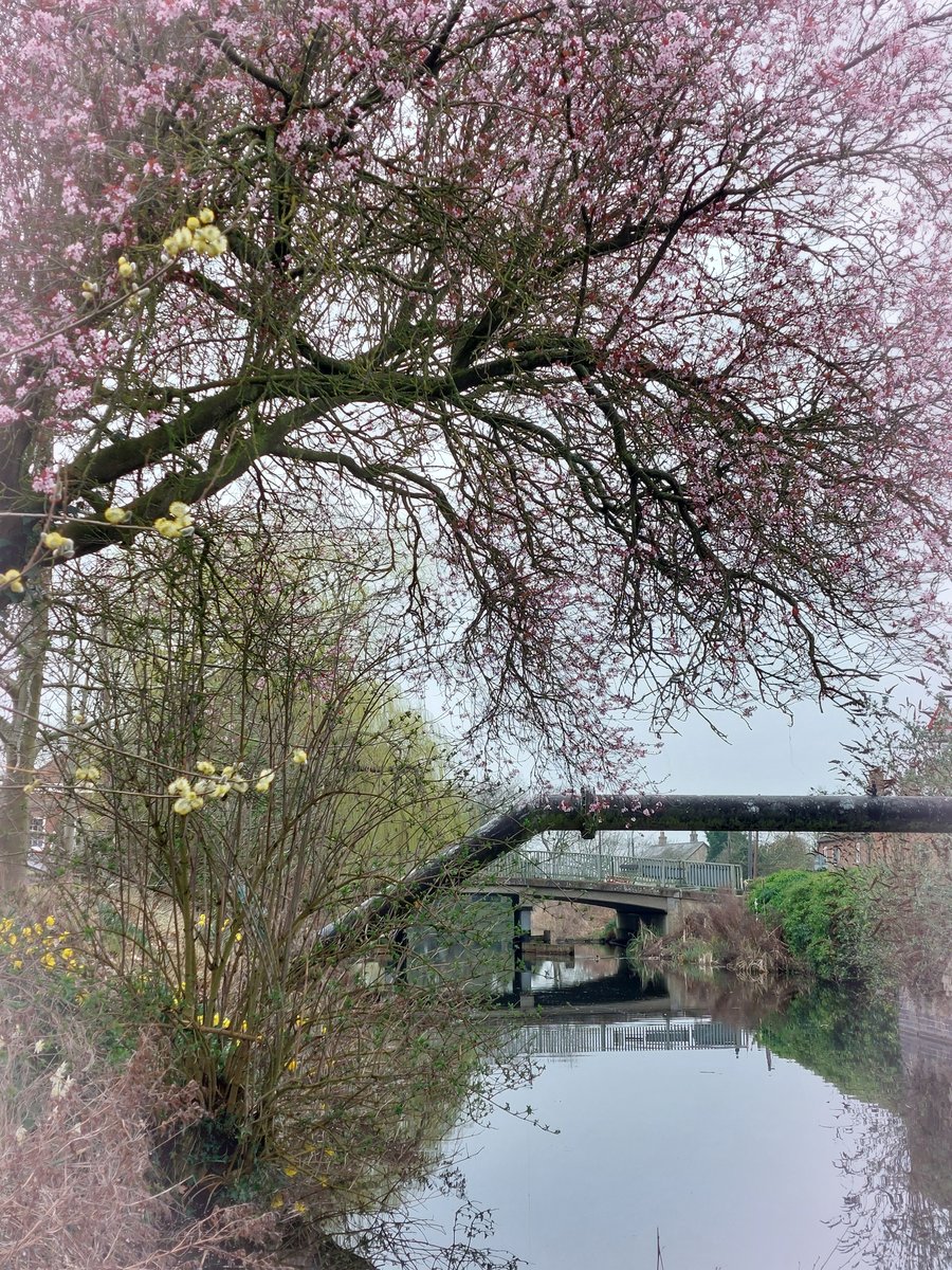 A5 Greeting Card Cherry Tree over Well Creek March Norfolk