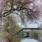 A5 Greeting Card Cherry Tree over Well Creek March Norfolk