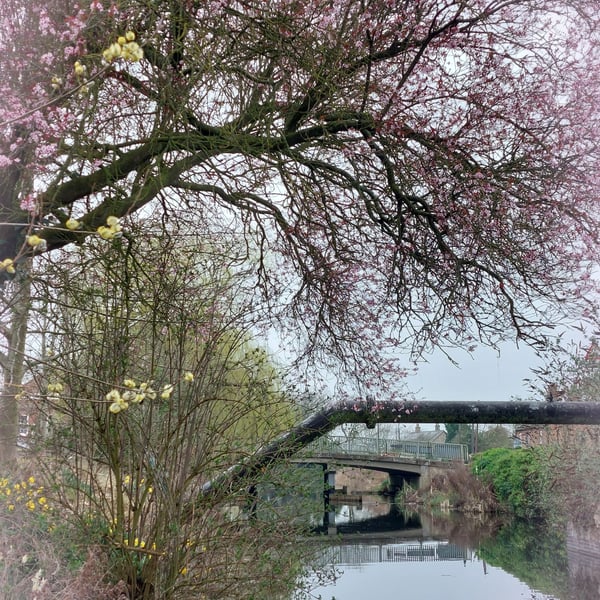 A5 Greeting Card Cherry Tree over Well Creek March Norfolk