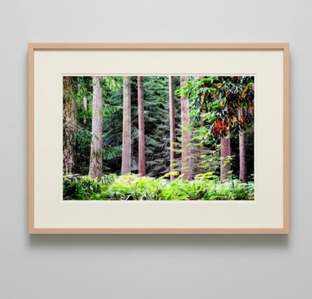 New Forest Woodland Print – Peaceful Walk Through the Woods Hampshire Photograph