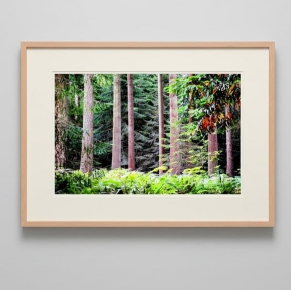 New Forest Woodland Print – Peaceful Walk Through the Woods Hampshire Photograph