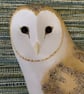 Barn owl - Image 2