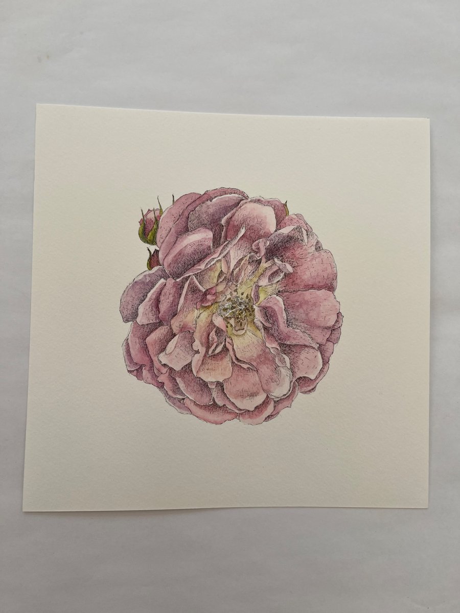 Garden rose painting 
