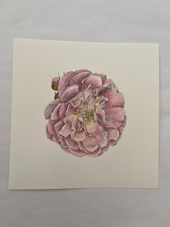 Garden rose painting 