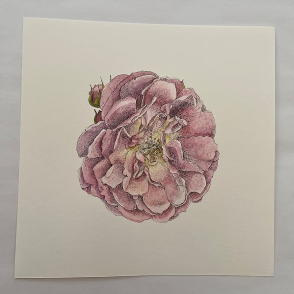 Garden rose painting 