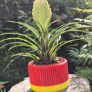 Red hot poker plant pot 