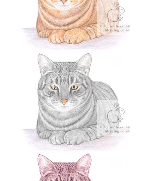 Three Cats -  Birthday Card