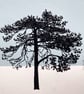 Ashdown Pine no.61, A4 size, original artwork, hand painted, blue