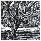 OAK - hand-pressed original wood cut print 