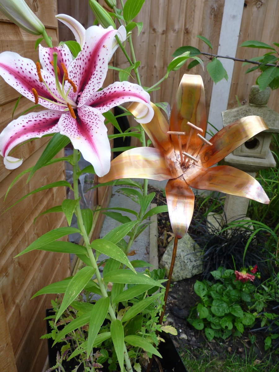 Copper lily