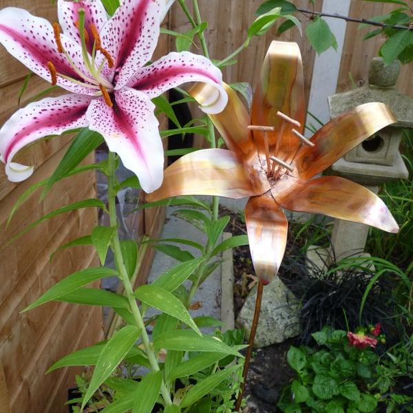 Copper lily