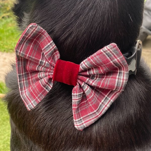 Dog Bow. Check with Velvet middle. 