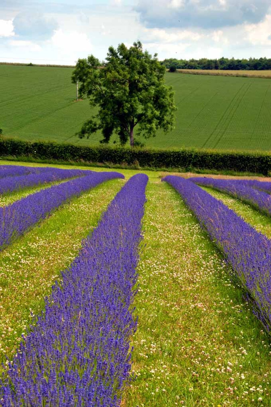 Lavender Field Summer Flowers Cotswolds England Photograph Print