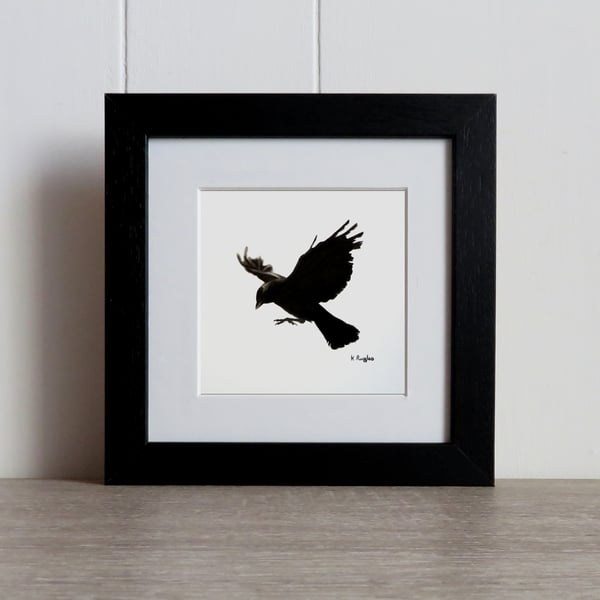 Flying jackdaw original charcoal pencil drawing in a black frame.