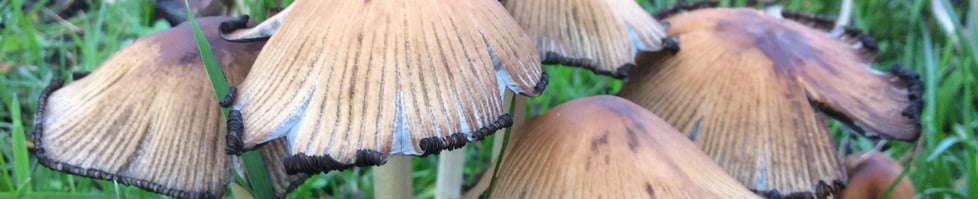 Phoebe's Paper Mushroom Shop